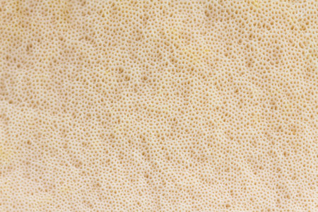 View on the texture of the mushroom cap - pores (bottom) -  background. Spore-roducing structures...