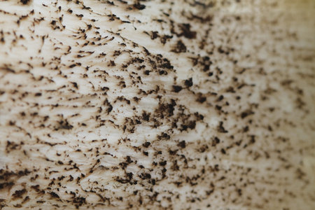 Abstract View of the texture of a mushroom stipe - background. Brown Birch Bolete (Leccinum scabrum,...