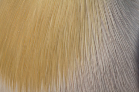 Abstract background of pelican feathers. Close up.
