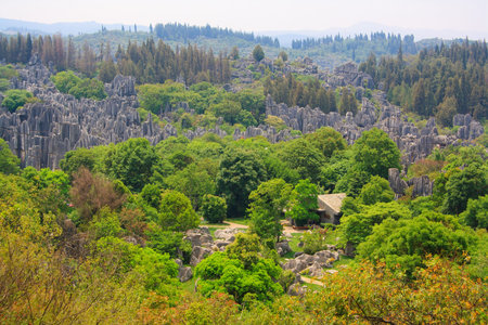Shi Lin Stone forest national park in Yunnan province, China