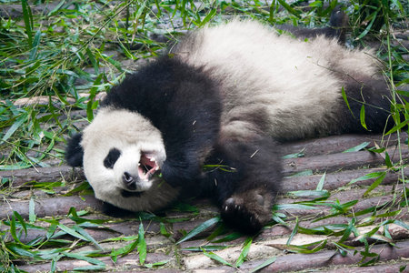 Giant Panda bear.の写真素材