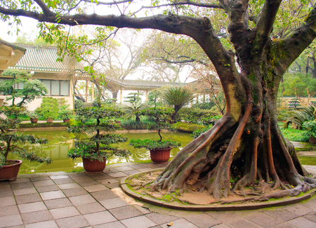 Landscape of chinese park. Chongqing. China.の写真素材