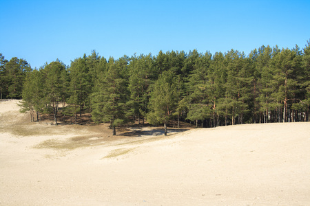 Spring morning in the Pine forest. Russia.の写真素材