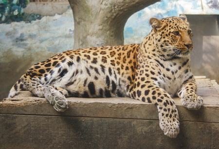 Wildcat leopard in chinaの写真素材