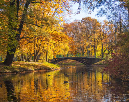Parks of St. Petersburg. Golden autumn. Victory Park. Russia.の写真素材