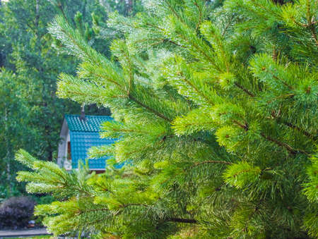 Raindrops on the branches of a young pine.の写真素材