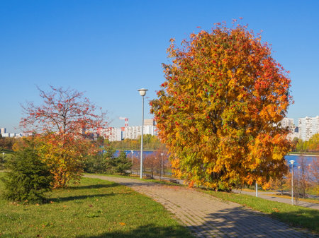 Autumn day in the park. Golden autumn.の写真素材