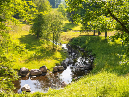 beautiful forest landscape. summer landscape. Saint-Petersburg.の写真素材