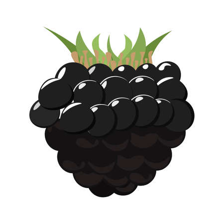 Illustration pour Dark purple blackberry berry flat icon with inscription colorful.  Fresh organic berry. Juicy ripe fruit. - image libre de droit