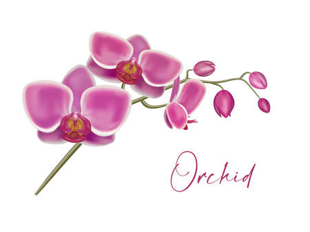 Purple orchid. Orchid flowers set on the white, vector illustration. Realistic Detailed 3d Flower Orchid.のイラスト素材