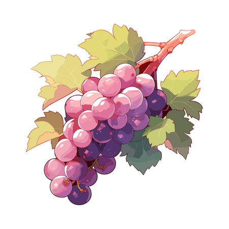 Vector cartoon detailed fruit grape. Sweet fruit. Vector illustration EPS10のイラスト素材