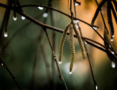 Water Droplets on Birch Treeの写真素材