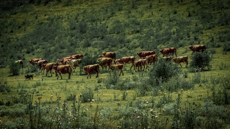 A herd of Hereford red and white cows walking in a green fieldの写真素材