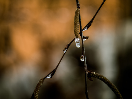 Closeup of rain drops on birch branches on orange backgroundの写真素材