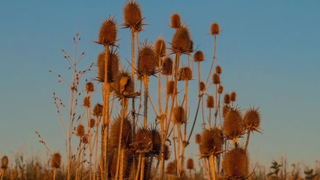 Group of dried teasel plants with blue backgroundの写真素材