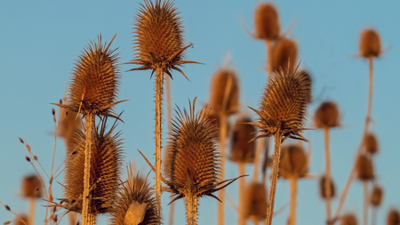 Close up of group of dried teasel plants with blue backgroundの写真素材