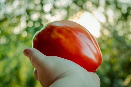 Hand Holding Large Organic Tomato with Sunlight Bokeh in Backgroundの写真素材