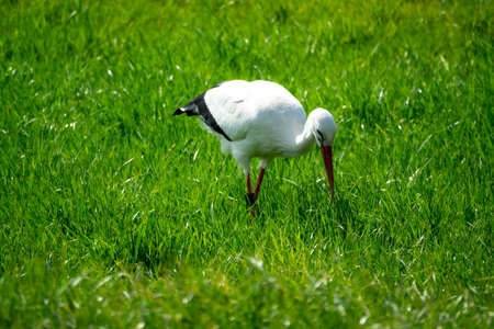 Adult European White Stork Standing In Green Summer Grass. Wild Field Bird In Sunset Timeの写真素材