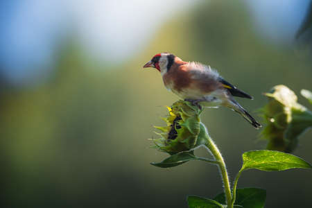 Photos of the goldfinch or goldfinch in the garden foraging for sunflowers. Portrait of goldfinch (goldfinch) in autumn.の写真素材
