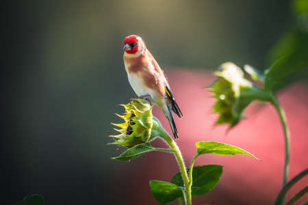 Photos of the goldfinch or goldfinch in the garden foraging for sunflowers. Portrait of goldfinch (goldfinch) in autumn.の写真素材