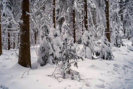 Beautiful winter landscape with snow covered trees in fog. Harsh winter landscape, beautiful snow-covered fir trees stand against a foggy mountain landscape on a cold winter day. The concept of the cold northern nature.の写真素材