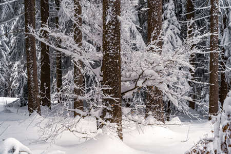 Beautiful winter landscape with snow covered trees in fog. Harsh winter landscape, beautiful snow-covered fir trees stand against a foggy mountain landscape on a cold winter day. The concept of the cold northern nature.の写真素材