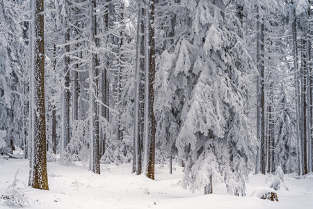 Beautiful winter landscape with snow covered trees in fog. Harsh winter landscape, beautiful snow-covered fir trees stand against a foggy mountain landscape on a cold winter day. The concept of the cold northern nature.の写真素材