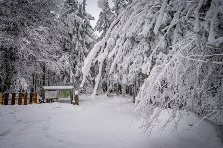 Beautiful winter landscape with snow covered trees in fog. Harsh winter landscape, beautiful snow-covered fir trees stand against a foggy mountain landscape on a cold winter day. The concept of the cold northern nature.の写真素材