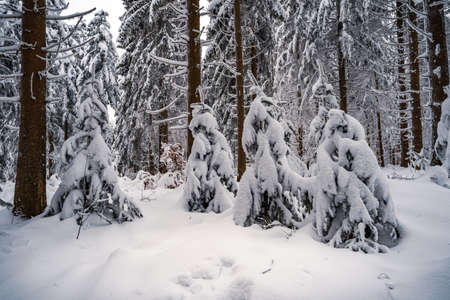 Beautiful winter landscape with snow covered trees in fog. Harsh winter landscape, beautiful snow-covered fir trees stand against a foggy mountain landscape on a cold winter day. The concept of the cold northern nature.の写真素材