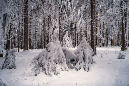 Beautiful winter landscape with snow covered trees in fog. Harsh winter landscape, beautiful snow-covered fir trees stand against a foggy mountain landscape on a cold winter day. The concept of the cold northern nature.の写真素材