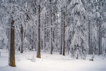 Beautiful winter landscape with snow covered trees in fog. Harsh winter landscape, beautiful snow-covered fir trees stand against a foggy mountain landscape on a cold winter day. The concept of the cold northern nature.の写真素材