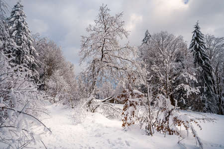Beautiful winter landscape with snow covered trees in fog. Harsh winter landscape, beautiful snow-covered fir trees stand against a foggy mountain landscape on a cold winter day. The concept of the cold northern nature.の写真素材