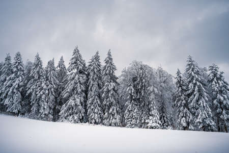 Beautiful winter landscape with snow covered trees in fog. Harsh winter landscape, beautiful snow-covered fir trees stand against a foggy mountain landscape on a cold winter day. The concept of the cold northern nature.の写真素材