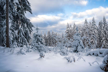 Beautiful winter landscape with snow covered trees in fog. Harsh winter landscape, beautiful snow-covered fir trees stand against a foggy mountain landscape on a cold winter day. The concept of the cold northern nature.の写真素材