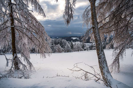Beautiful winter landscape with snow covered trees in fog. Harsh winter landscape, beautiful snow-covered fir trees stand against a foggy mountain landscape on a cold winter day. The concept of the cold northern nature.の写真素材