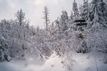 Beautiful winter landscape with snow covered trees in fog. Harsh winter landscape, beautiful snow-covered fir trees stand against a foggy mountain landscape on a cold winter day. The concept of the cold northern nature.の写真素材