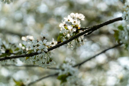 Selective focus of beautiful branches of white cherry blossoms on the tree under blue sky, Beautiful sakura flowers during spring time in the park, Flora pattern texture, Nature floral background.の写真素材