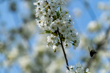 Selective focus of beautiful branches of white cherry blossoms on the tree under blue sky, Beautiful sakura flowers during spring time in the park, Flora pattern texture, Nature floral background.の写真素材