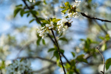 Selective focus of beautiful branches of white cherry blossoms on the tree under blue sky, Beautiful sakura flowers during spring time in the park, Flora pattern texture, Nature floral background.の写真素材
