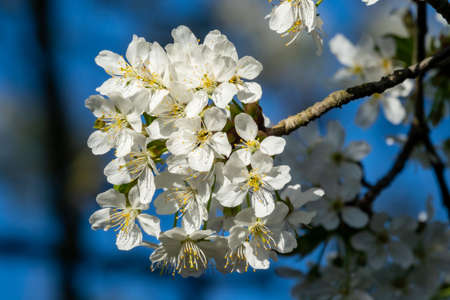 Selective focus of beautiful branches of white cherry blossoms on the tree under blue sky, Beautiful sakura flowers during spring time in the park, Flora pattern texture, Nature floral background.の写真素材