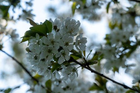 Selective focus of beautiful branches of white cherry blossoms on the tree under blue sky, Beautiful sakura flowers during spring time in the park, Flora pattern texture, Nature floral background.の写真素材