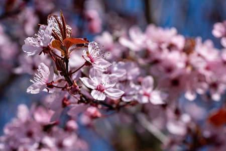 Selective focus of beautiful branches of white cherry blossoms on the tree under blue sky, Beautiful sakura flowers during spring time in the park, Flora pattern texture, Nature floral background.の写真素材