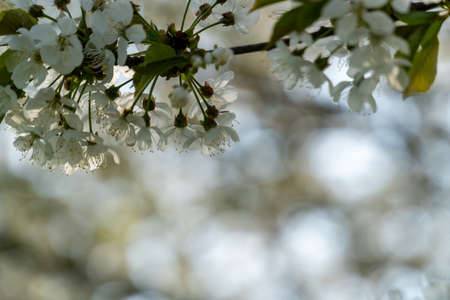 Selective focus of beautiful branches of white cherry blossoms on the tree under blue sky, Beautiful sakura flowers during spring time in the park, Flora pattern texture, Nature floral background.の写真素材