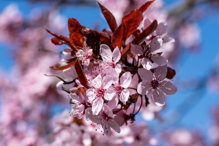 Selective focus of beautiful branches of white cherry blossoms on the tree under blue sky, Beautiful...