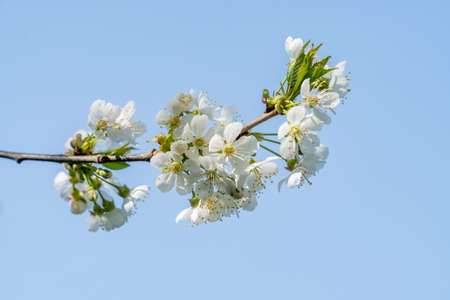 Selective focus of beautiful branches of white cherry blossoms on the tree under blue sky, Beautiful sakura flowers during spring time in the park, Flora pattern texture, Nature floral background.の写真素材