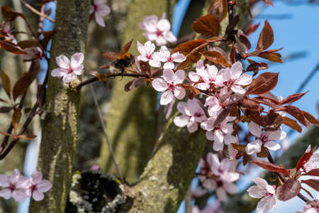 Selective focus of beautiful branches of white cherry blossoms on the tree under blue sky, Beautiful sakura flowers during spring time in the park, Flora pattern texture, Nature floral background.の写真素材