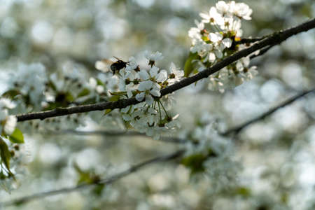 Selective focus of beautiful branches of white cherry blossoms on the tree under blue sky, Beautiful sakura flowers during spring time in the park, Flora pattern texture, Nature floral background.の写真素材