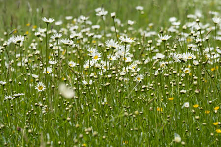 Summer landscape beautiful white clouds over a flowering meadow on a sunny dayの写真素材