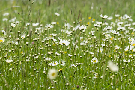 Summer landscape beautiful white clouds over a flowering meadow on a sunny dayの写真素材