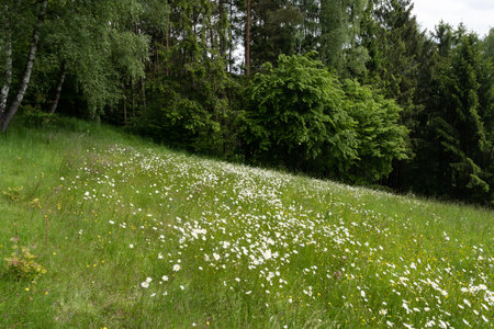 Summer landscape beautiful white clouds over a flowering meadow on a sunny dayの写真素材